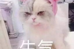 娱乐吃瓜君猫生气歌,萌宠音乐新潮流